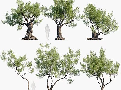 Mature Olive Trees With Lush Green Foliage And Human Figure For Scale 3d model