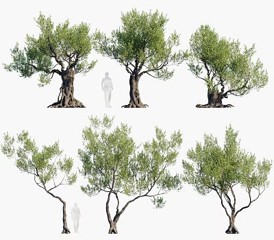 Mature Olive Trees With Lush Green Foliage And Human Figure For Scale 3d model