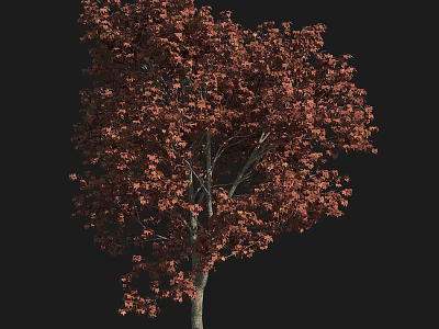 Tall Arbor With Dense Reddish Brown Leaves Against Black Background 3d model