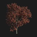 Tall Arbor With Dense Reddish Brown Leaves Against Black Background 3d model