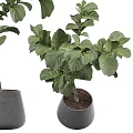 Lush Green Leaf Bonsai Potted Plants in Gray Ceramic Pots for Home Decor