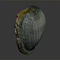 Detailed Anatomical View of Shell Organ Structure with Hair Like Textural Features