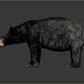 Gray Bear Realistic 3D Model Standing Pose With Detailed Fur Texture