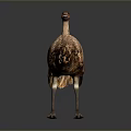 Ostrich Large Flightless Bird With Brown Feathers Standing On Gray Background 3d model