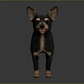 Small Black and Brown Dog with Erect Ears Standing on Gray Smooth Surface