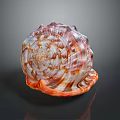 Stunning Marine Snail Aquatic Animal with Spiral Shell and Intricate Color Patterns