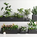 Various Bonsai Potted Plants Including Cactus Ferns And Flowering Varieties In Black Containers