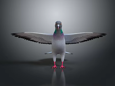 Gray Pigeon Standing With Spread Wings On Dark Ground With Reflection 3d model