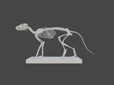 Anatomical Cat Skeleton Model Display On White Base Stand 3d model