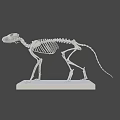 Anatomical Cat Skeleton Model Display On White Base Stand