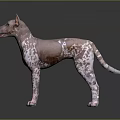 Hairless Pink And White Spotted Dog With Erect Ears Standing On Dark Reflective Floor