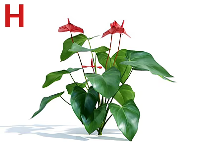 Vibrant Lush Indoor Flower Plant Featuring Red Blooms And Green Foliage 3d model