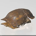 Natural Textured Turtle Shell Decorative Ornament Set For Home 3d model