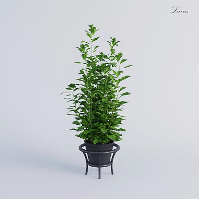Tall Green Leafy Bonsai Plant In Black Pot With Metal Stand For Indoor Decor 3d model