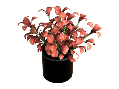 Red Leaf Houseplant in Black Pot with Vibrant Foliage for Indoor Decor 3d model