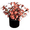 Red Leaf Houseplant in Black Pot with Vibrant Foliage for Indoor Decor