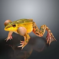 Yellow Green Spotted Frog With Inflated Vocal Sacs On Dark Background