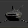 Whale Shark Featuring Spotted Skin And Streamlined Body In Marine Habitat