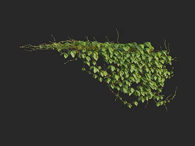 Lush Green Vine With Creeping Stems And Fresh Leaves On Dark Background 3d model