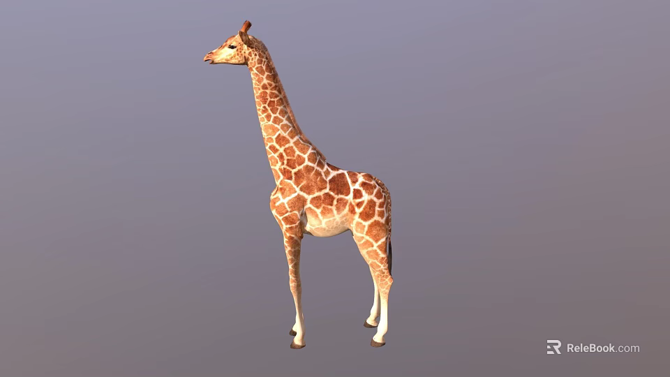 Giraffe 3D Model With Brown Spots And Long Neck Standing On Gray Background 3d model