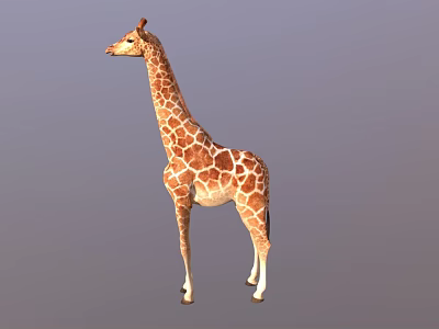 Giraffe 3D Model With Brown Spots And Long Neck Standing On Gray Background 3d model