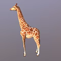 Giraffe 3D Model With Brown Spots And Long Neck Standing On Gray Background 3d model