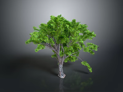 Green Tree With Lush Green Leaves Thick Trunk On Gray Background And Reflection 3d model