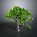 Green Tree With Lush Green Leaves Thick Trunk On Gray Background And Reflection