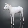 White Horse With Golden Mane In Standing Pose Against Gray Background And Reflection On Ground