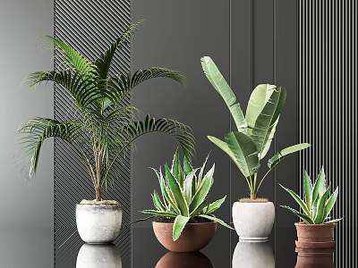Different Potted Plants with Green Leaves in White Brown Pots on Black Table 3d model