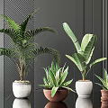 Different Potted Plants with Green Leaves in White Brown Pots on Black Table