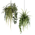 Lush Green Hanging Basket Plants with Ferns and Trailing Vines for Indoor Decor