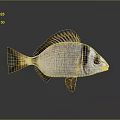 Realistic Silver Fish With Black Stripe Yellow Fins Large Eyes And Reflection On Gray Background