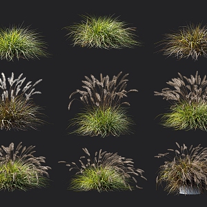 Thatched Pennisetum hygrophyte riparian plant landscape flowers bushes flowers lake shore plant 3d model