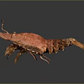 Red Cooked Lobster Close Up on Black Background with Fresh Appearance 3d model