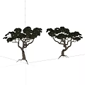 Two Trees with Curved Trunks and Lush Foliage on White Background 3d model