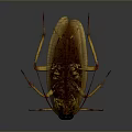 Detailed 3D Rendering Of Cockroach With Brown Exoskeleton Yellow Legs And Dark Background