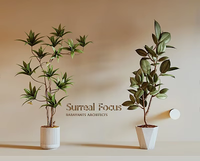 Two Potted Bonsai Plants With Different Leaf Shapes In White Containers On Light Background 3d model