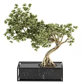 Bonsai Plant With Lush Foliage Twisted Trunk And Exposed Roots In Black Marble Square Pot