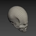 White Human Skull With Detailed Anatomical Structure Isolated On Gray