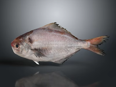 Silver Gray Fish With Red Eyes And Black Fins On Gray Background 3d model