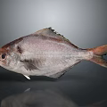 Silver Gray Fish With Red Eyes And Black Fins On Gray Background
