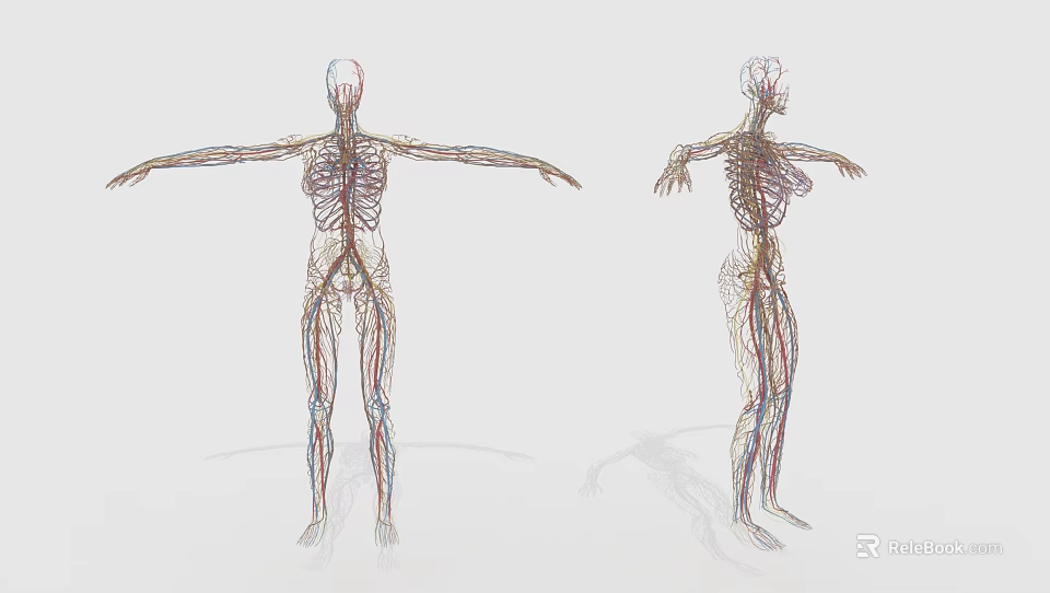 Human Organ System 3D Model Visualization with Male Female Vascular and Skeletal Structures 3d model