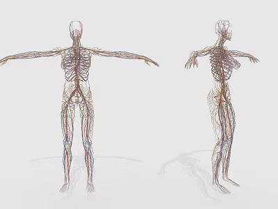 Human Organ System 3D Model Visualization with Male Female Vascular and Skeletal Structures 3d model