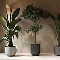 Indoor Modern Bonsai Potted Plants With Different Types And White Black Gray Pots