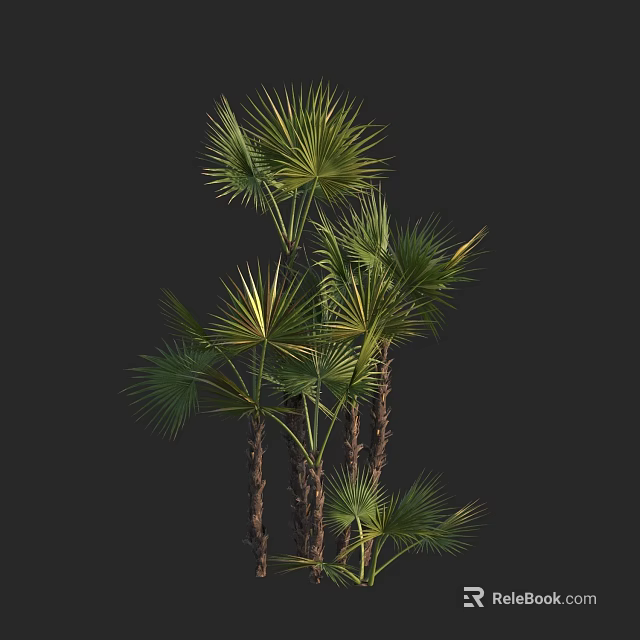 Tall Healthy Arbor With Lush Green Fronds And Brown Clustered Trunks 3d model 