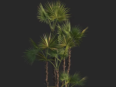 Tall Healthy Arbor With Lush Green Fronds And Brown Clustered Trunks 3d model