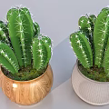Bonsai Potted Plants Green Cactus With White Thorns In Wooden And Gray Grid Pots