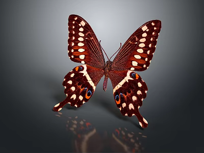 Red Brown Butterfly With White Spots Orange Blue Eyespots And Stripes On Reflective Background 3d model