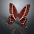 Red Brown Butterfly With White Spots Orange Blue Eyespots And Stripes On Reflective Background